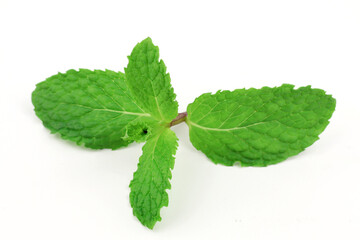 Mint leaves on a white background