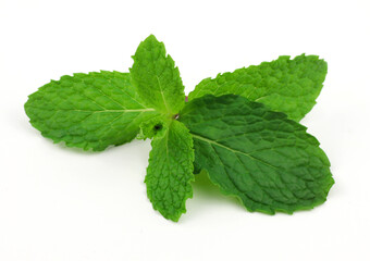 Mint leaves on a white background