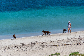 People enjoying the beach for suntan or walking the dog.