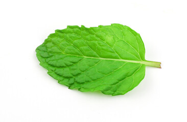 Mint leaves on a white background