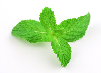 Mint leaves on a white background