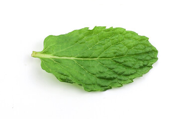 Mint leaves on a white background