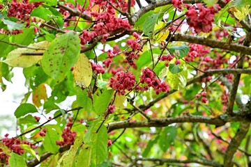 Obraz premium 釧路湿原で見たきれいに色づいたマユミの紅葉＠北海道
