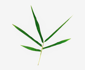 Fototapeta premium Bamboo leaves isolated on white background