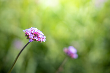 The background image of the colorful flowers