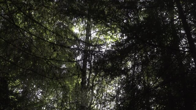 Smooth Dolly shot under fir trees