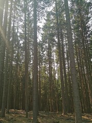 Wald Lichtung