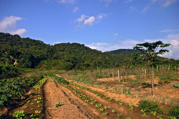 Fototapeta na wymiar Cultivo de hortaliças no Quilombo, Vale do Ribeira. Sao Paulo