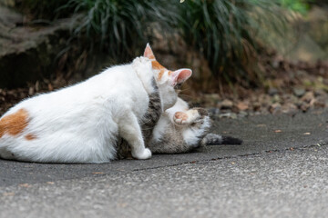 Fototapeta premium 猫の親子