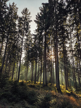 Wald Lichtung © Franziska