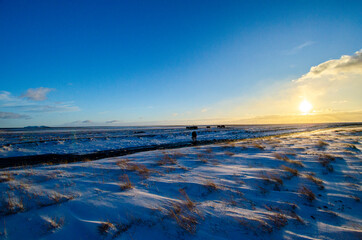 Naklejka premium A herd of Icelandic horses in a snow-covered field, moving towards a glacier stream. 
