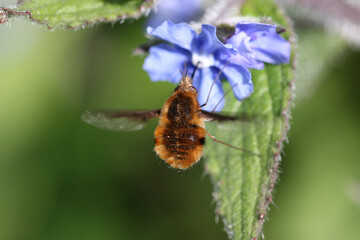 Green alkanet flowers with bee fly in close up