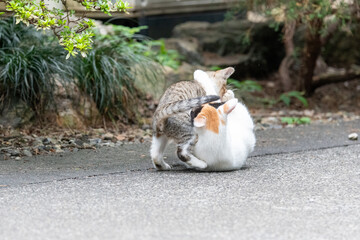 猫の親子