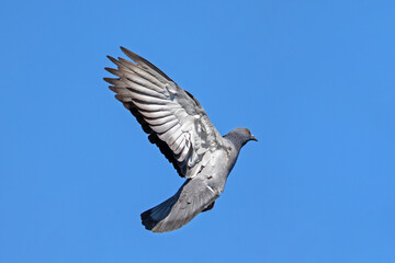 Action Scene of Rock Pigeon Flying in The Air Isolated on Blue Sky