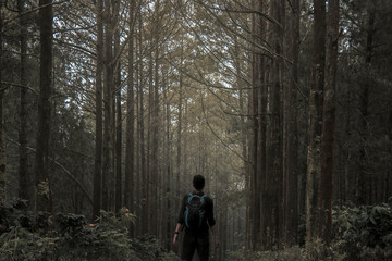 Fototapeta premium walk in the forest