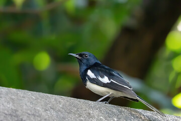 Close-up Oriental Magpie Robin Isolated on Background