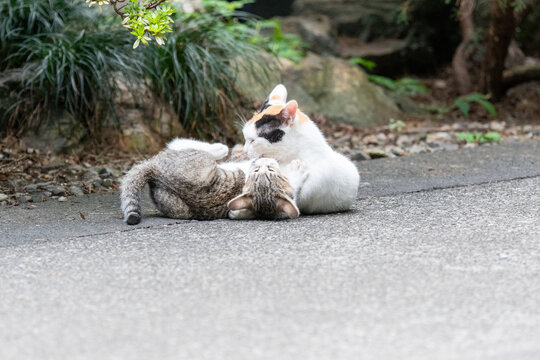 1 542 最適な 親子猫 画像 ストック写真 ベクター Adobe Stock