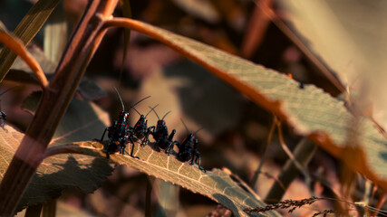 Fototapeta premium grasshoppers on leaf