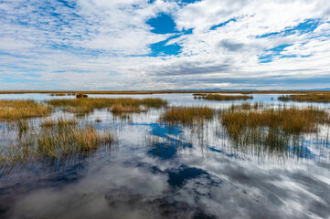 Totora reed and cloud reflection in the Titicaca lake located in Peru and Bolivia.