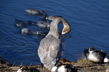 羽繕いするオオハクチョウの幼鳥。2020年12月。日本、千葉県