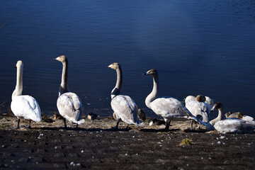 並んでるね！保育園のよう。オオハクチョウの成鳥と灰褐色の幼鳥たち。2020年12月。日本、千葉県