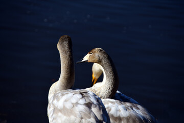 ぽかぽか陽気で気持ちいいね。日向ぼっこするオオハクチョウの幼鳥たち。だいぶん白い羽が混じってきている。2020年12月。日本、千葉県