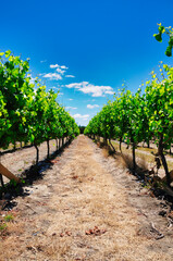 Fototapeta na wymiar path in the vineyard