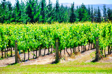 Fototapeta na wymiar vineyard rows of grapes