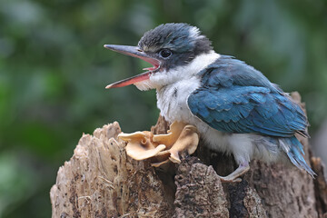 A young collared kingfisher (Todirhamhus chloris) is looking for prey in the bush.