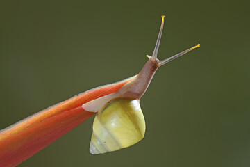 A Polynesian tree snails (Partula sp) is looking for food on the trunk of a wild plant.