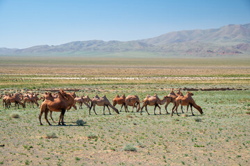 Bactrian camels in mongolian stone desert in Mongolia.