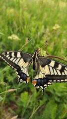 butterfly on leaf