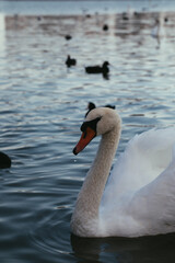 White  and black swans on the pond