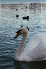 White  and black swans on the pond