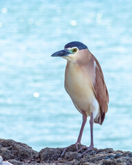 Nankeen Night Heron (Nycticorax caledonicus).