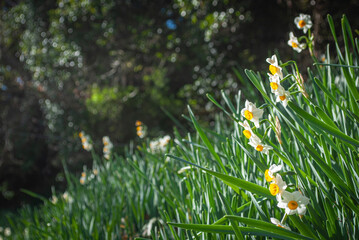 grass with flowers