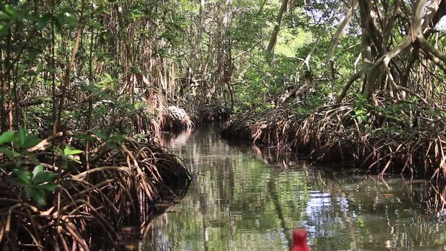 viaje en canoa por manglar