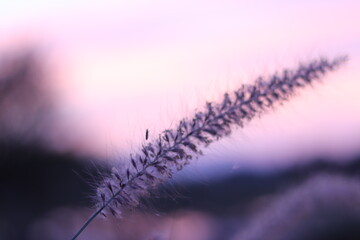 close up of a flower