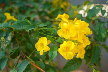 Yellow flower bouquet on a blurred natural background. Beautiful yellow flowers in tropical Thailand.