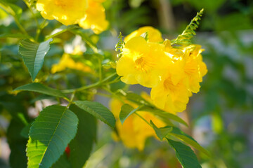 Yellow flower bouquet on a blurred natural background. Beautiful yellow flowers in tropical Thailand.