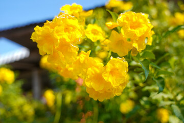 Obraz premium Yellow flower bouquet on a blurred natural background. Beautiful yellow flowers in tropical Thailand.