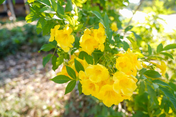 Yellow flower bouquet on a blurred natural background. Beautiful yellow flowers in tropical Thailand.