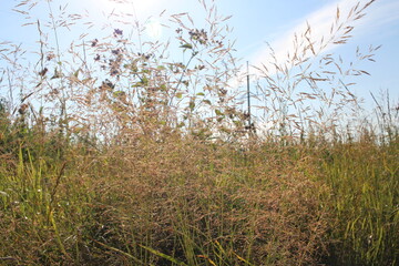 fluffy grass blooms in summer in the sky stems