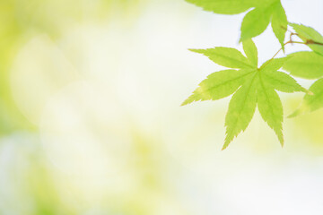 Japanese green maple leaves in close up