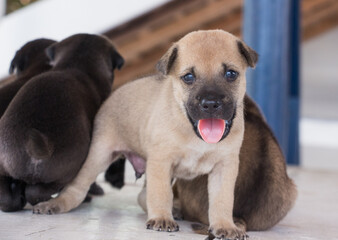 Obraz premium Three week old puppy playing with siblings