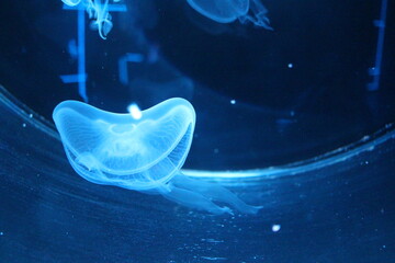blue jellyfish swim in the water of the marine aquarium