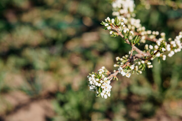 Spring greens. Branch of a tree with young leaves and flowers. selective focus