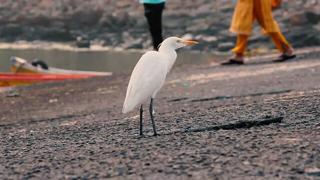 A young White heron bird looking for food dry waste fishes near a shore with sharp eyes video background in full HD in mov