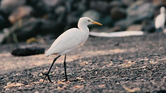 A young White heron bird looking for food dry waste fishes near a shore with sharp eyes video background in full HD in mov