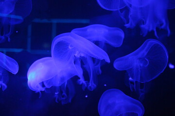 blue jellyfish swim in the water of the marine aquarium